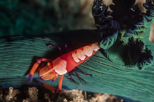 Hitchhiker

I was excited to come across this shrimp ta... by Robin Bateman 